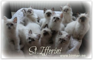 Püha Birma kassipojad müüa!