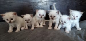 püha birma kassipojad müügiks!