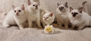 St. Ifferini püha borma kassi pojad! püha birma kassipojad müügiks! parimad Eesti püha birma kassipojad!