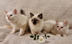 Püha birma kassipojad müüa! St.Iffeirni ilusad püha birma kassid