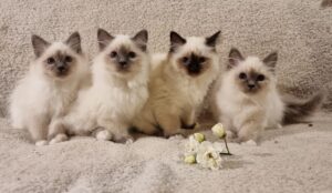 Püha birma kassipojad müüa! St.Ifferini kassipojad! Parimad püha birma kassid!