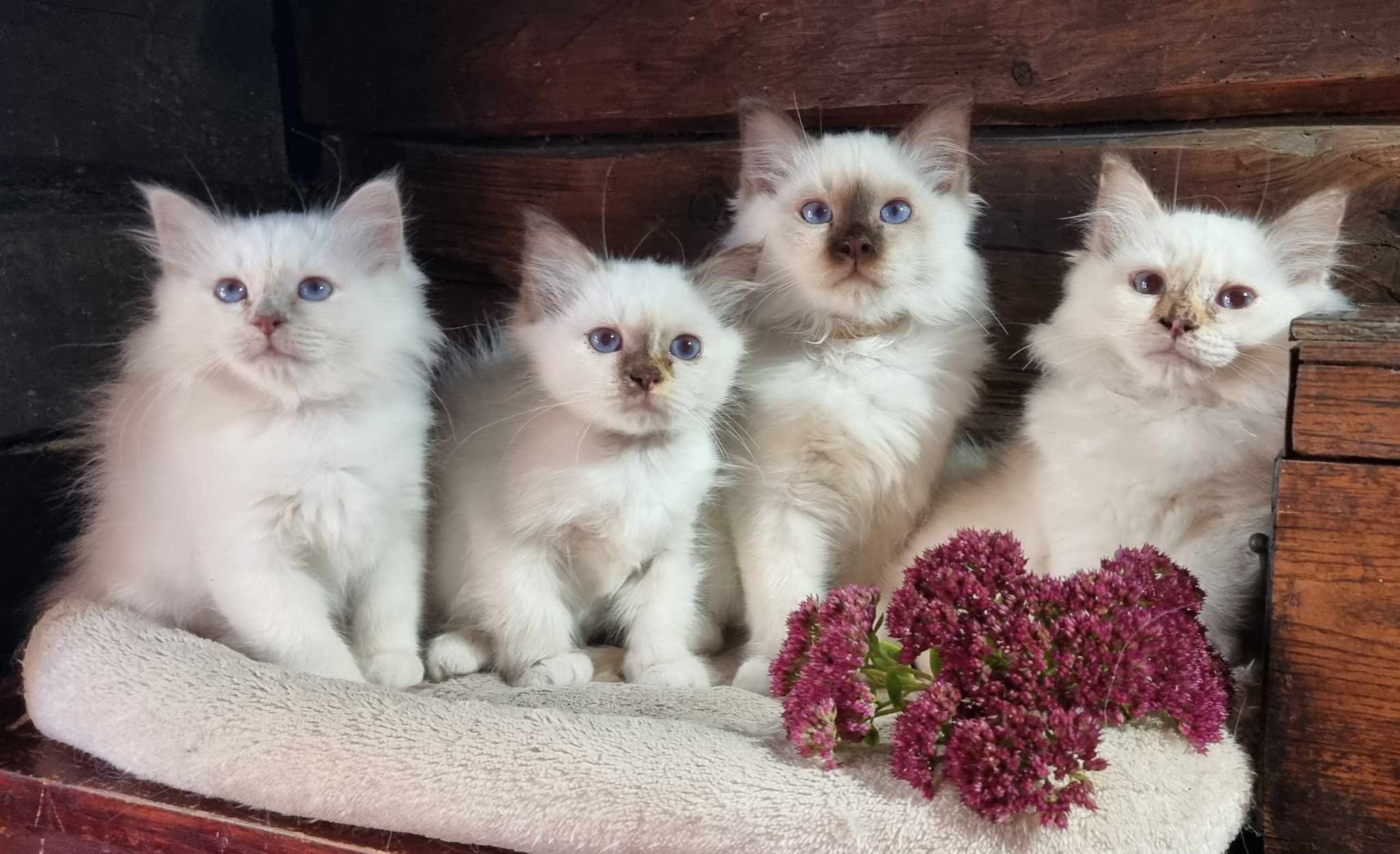 püha birma kassipojad müüa müüa kassipojad!