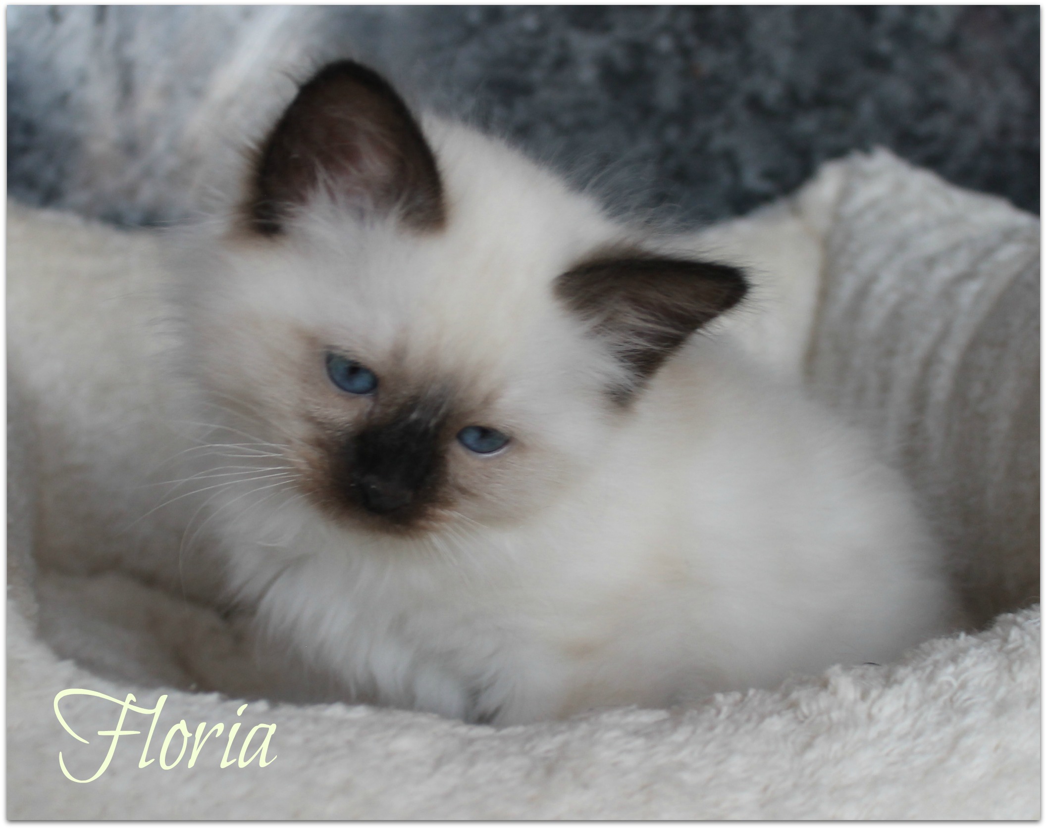 floria4