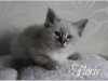 floris1