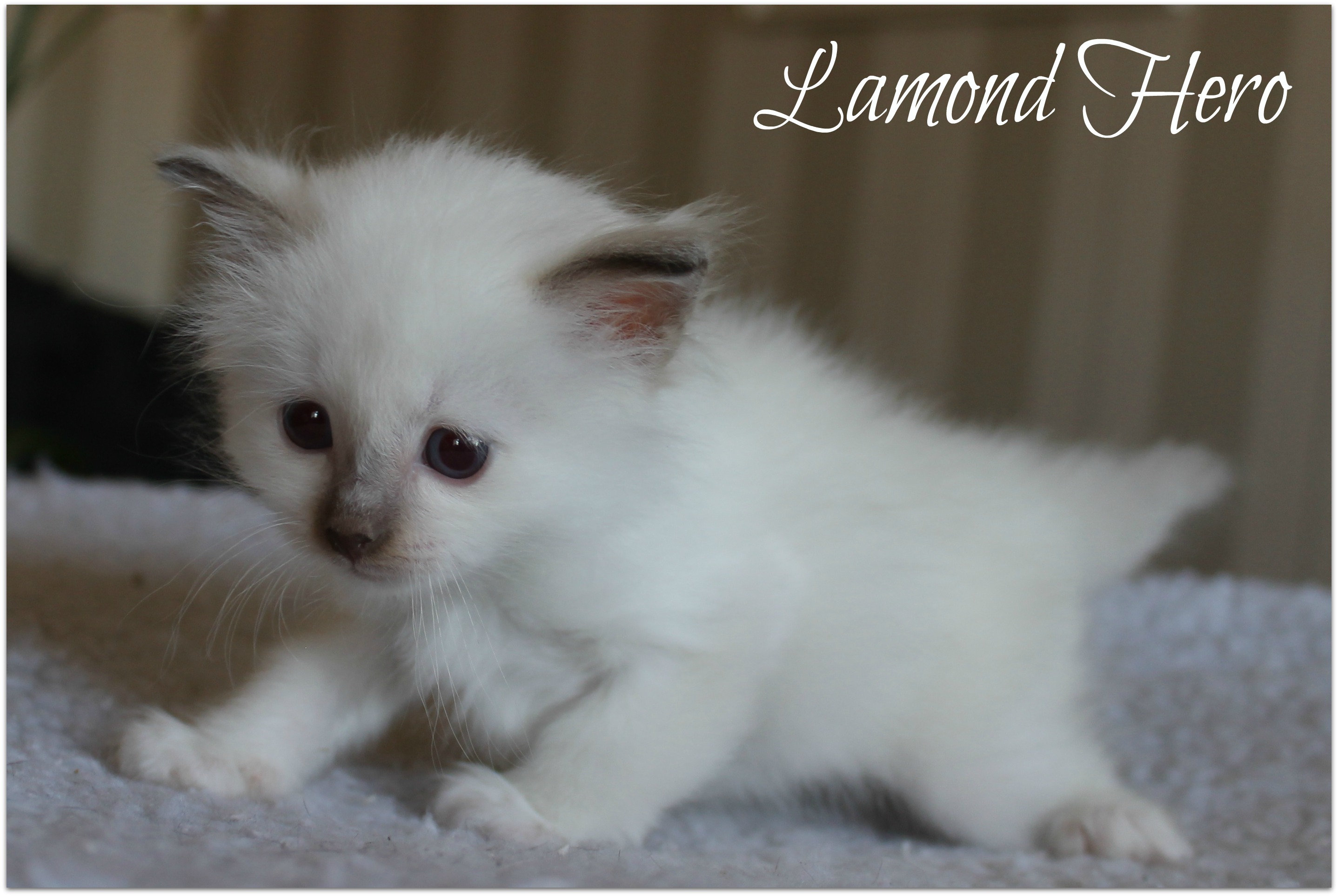 lamond1