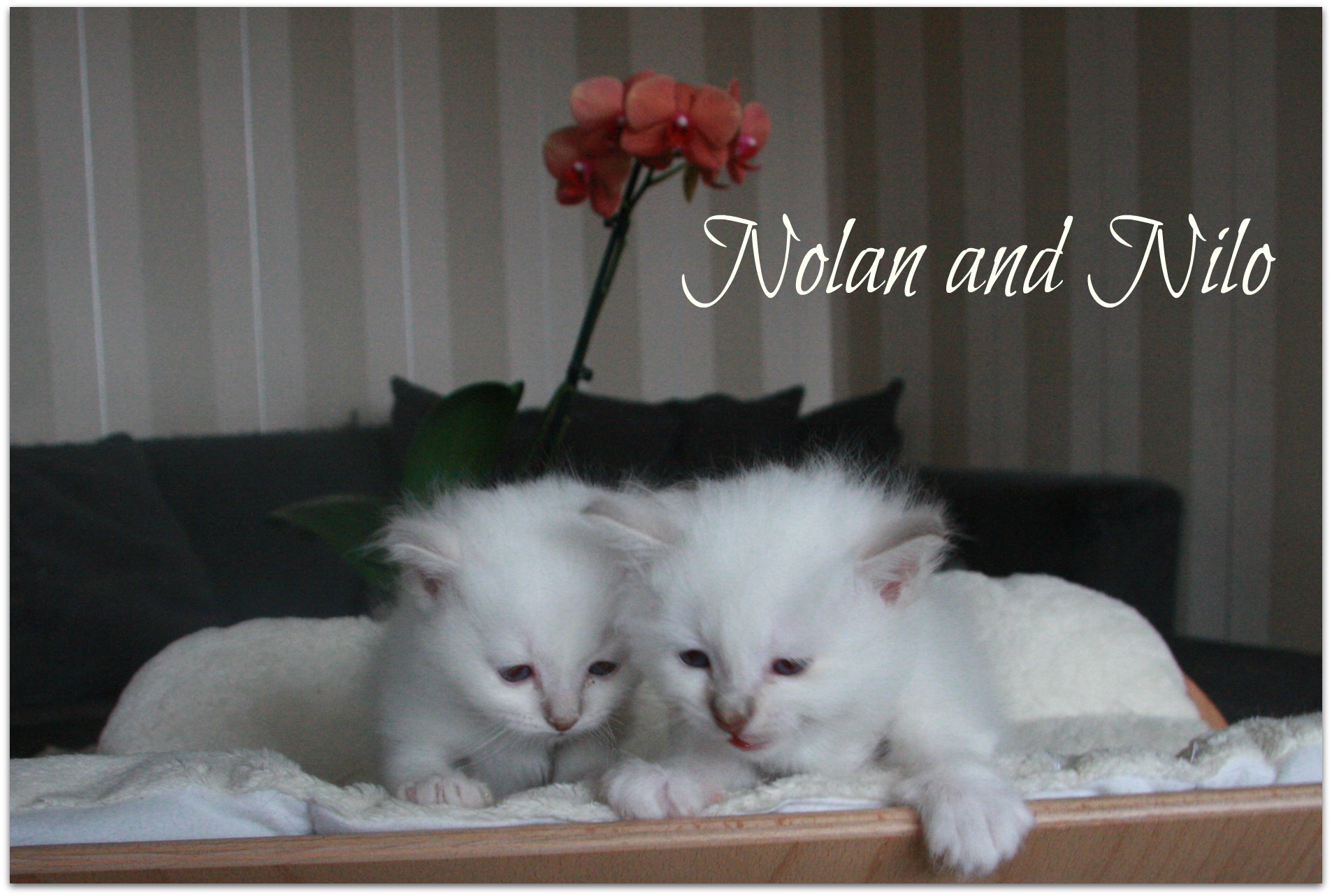 nolan and nilo2